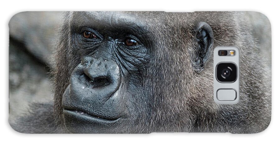 Gorilla Hz 17 3 Galaxy Case featuring the photograph Gorilla Hz 17 3 by Robert Michaud