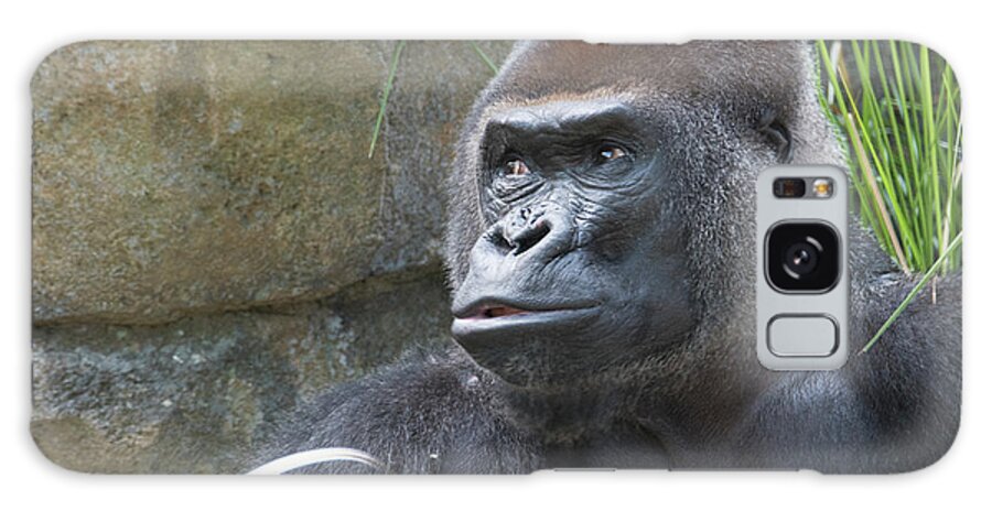 Gorilla Hz 17 8 Galaxy Case featuring the photograph Gorilla Hz 17 8 by Robert Michaud