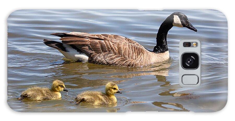 Photography Galaxy Case featuring the photograph Goslings swimming with Parent by Alma Danison