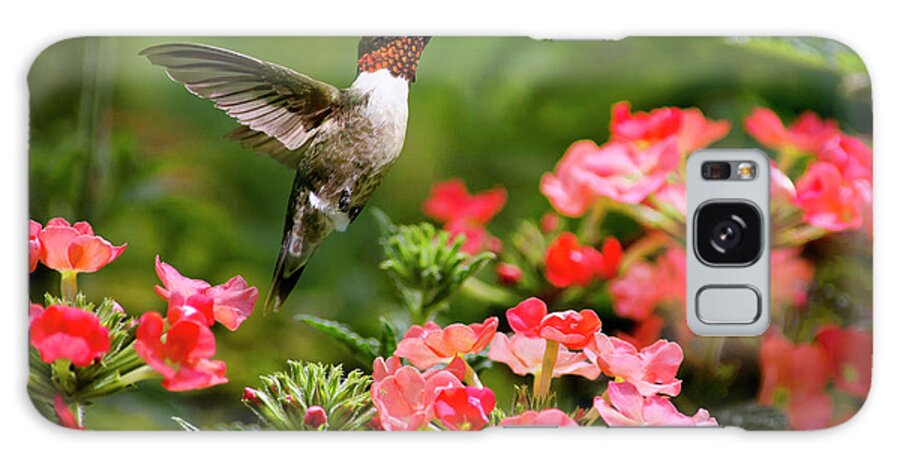 Hummingbird Galaxy S8 Case featuring the photograph Graceful Garden Jewel by Christina Rollo