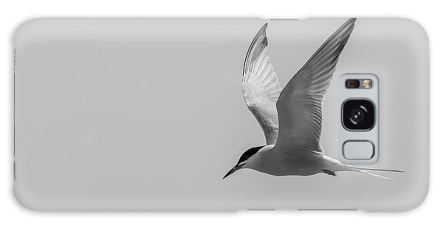 Photography Galaxy Case featuring the photograph Graceful Tern by Alma Danison