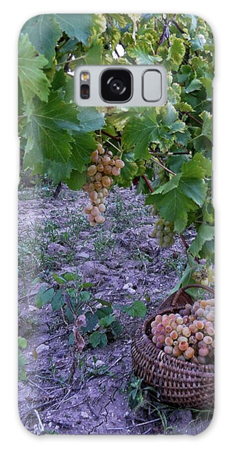 Grapes Galaxy Case featuring the photograph Grapes ready for picking by Martin Smith