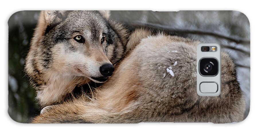 Gray Galaxy Case featuring the photograph Gray Wolf by Bill Frische