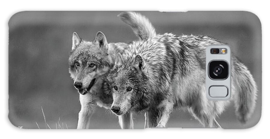 Disk1215 Galaxy Case featuring the photograph Gray Wolf Pair Approaching by Tim Fitzharris