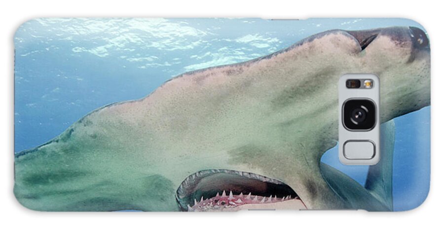 Color Image Galaxy Case featuring the photograph Great Hammerhead Shark With Mouth Open by Brent Barnes