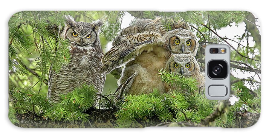 Owls Galaxy Case featuring the photograph Great Horned family by Ronnie And Frances Howard