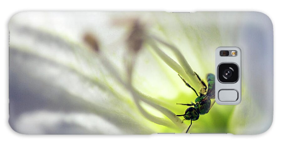 Bee Galaxy Case featuring the photograph Green Bee Datura Daydream by Jonathan Thompson
