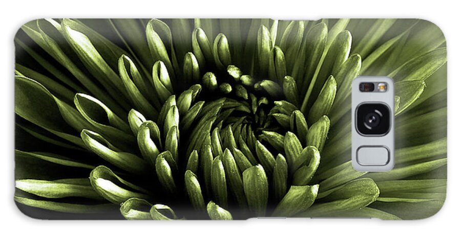 Green Chrysanthemum Close Up Galaxy Case featuring the photograph Green Chrysanthemum Close Up by Tom Quartermaine