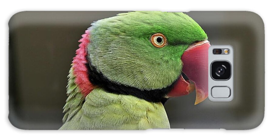 Bird Galaxy Case featuring the photograph Green parrot by Martin Smith