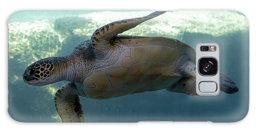 Sea Turtle Galaxy Case featuring the photograph Green Sea Turtle by Michael Dawson
