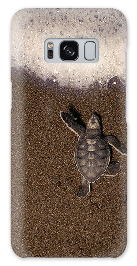 Animal Themes Galaxy Case featuring the photograph Green Turtle Chelonia Mydas Hatchling by Kevin Schafer