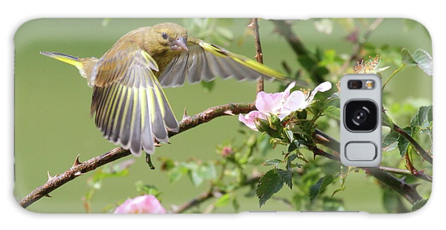 Songbird Galaxy Case featuring the photograph Greenfinch by Bojangles Photography