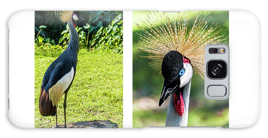 Gulf Galaxy S8 Case featuring the photograph Grey Crowned Crane Gulf Shores Al Collage 8 Diptych by Ricardos Creations