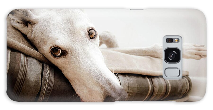 Pets Galaxy Case featuring the photograph Greyhound Resting by © Rachel Hogue