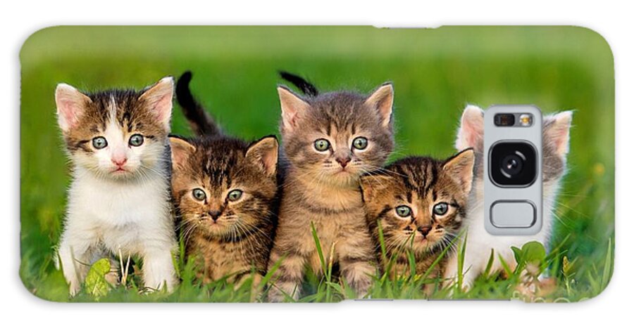 Small Galaxy Case featuring the photograph Group Of Five Little Kittens Sitting by Grigorita Ko