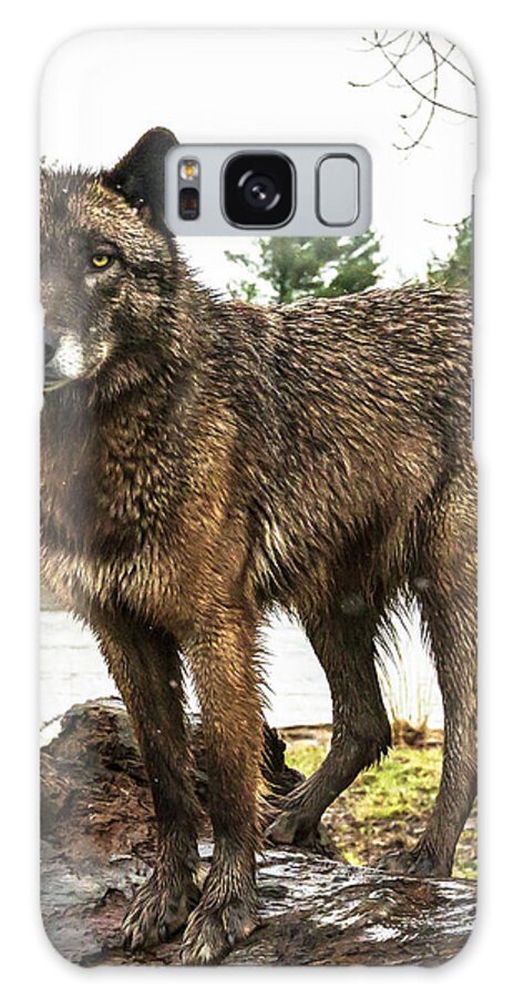 Wolf Wolves Black Galaxy Case featuring the photograph Handsome Niko by Laura Hedien