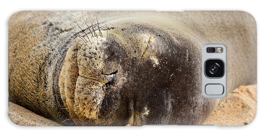 Hawaiian Monk Seal Galaxy Case featuring the photograph Sleeping Beauty Hawaiian Monk Seal by Debra Banks