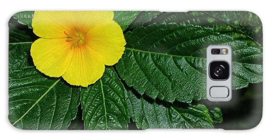 Yellow Alder Galaxy Case featuring the photograph Hawaii's Yellow Alder by James Temple