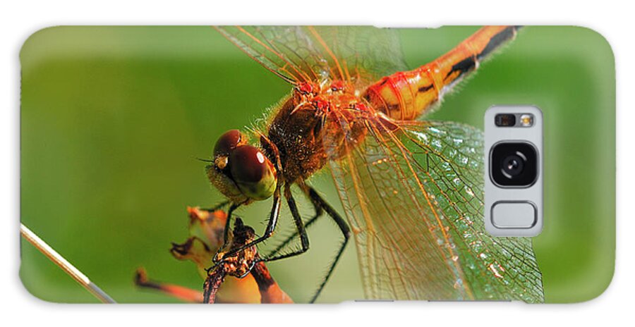 Dragonfly Galaxy Case featuring the photograph Hdr24 by Gordon Semmens
