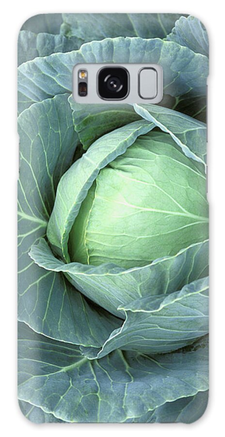Outdoors Galaxy Case featuring the photograph Head Of Cabbage With Drops Of Water On by Medioimages/photodisc