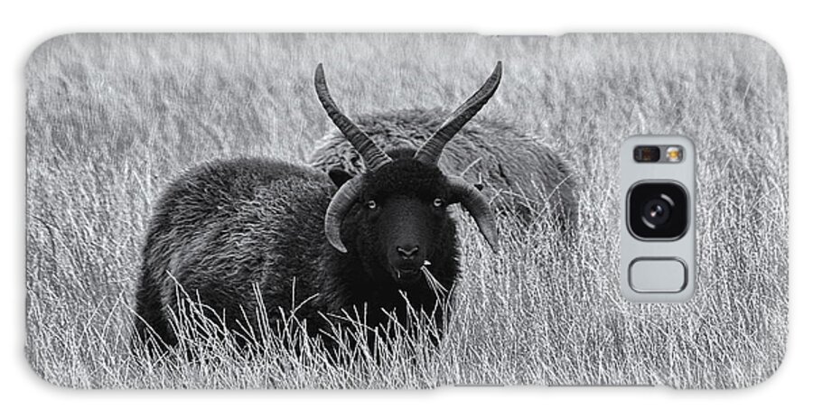 Sheep Galaxy Case featuring the photograph Hebridean Sheep Monochrome by Jeff Townsend