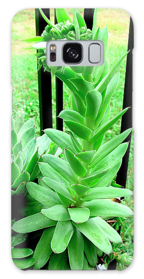 Hen And Chicks 1 Galaxy Case featuring the photograph Hen And Chicks 1 by Audrey