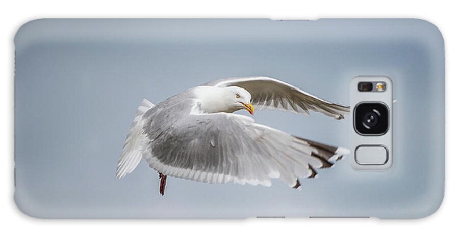 Herring Gull Galaxy Case featuring the photograph Herring Gull's flight by Torbjorn Swenelius