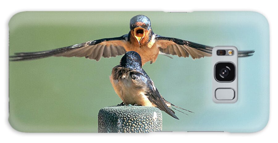 Barn Swallows Galaxy Case featuring the photograph Hey, Babe, Let's Rock n Roll. Barn Swallows by Judi Dressler