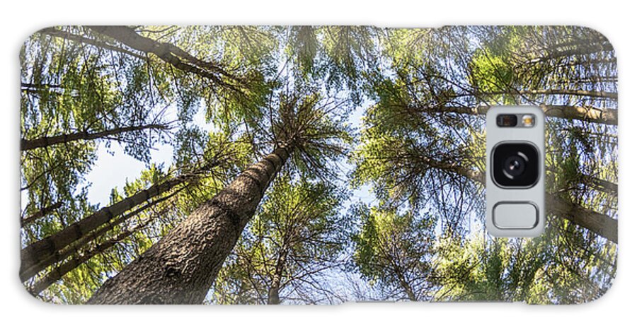 Trees Galaxy Case featuring the photograph High Rise Pines by Phil S Addis