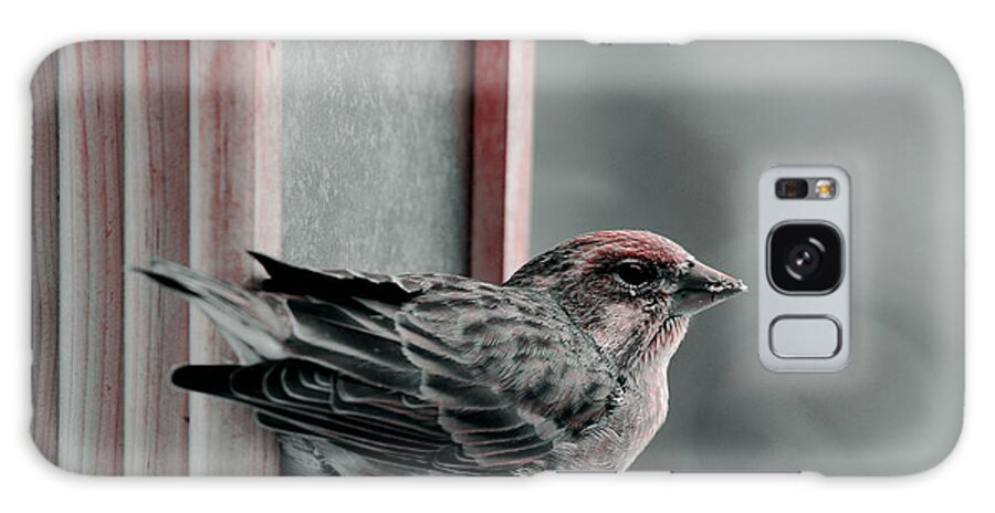 House Finch Galaxy S8 Case featuring the photograph House Finch on Feeder by Kae Cheatham