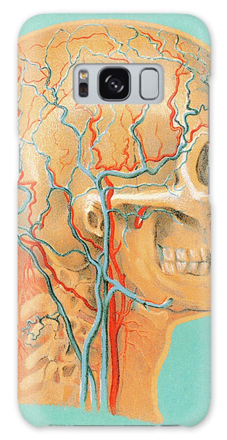 Anatomical Galaxy Case featuring the drawing Human Anatomy Head by CSA Images
