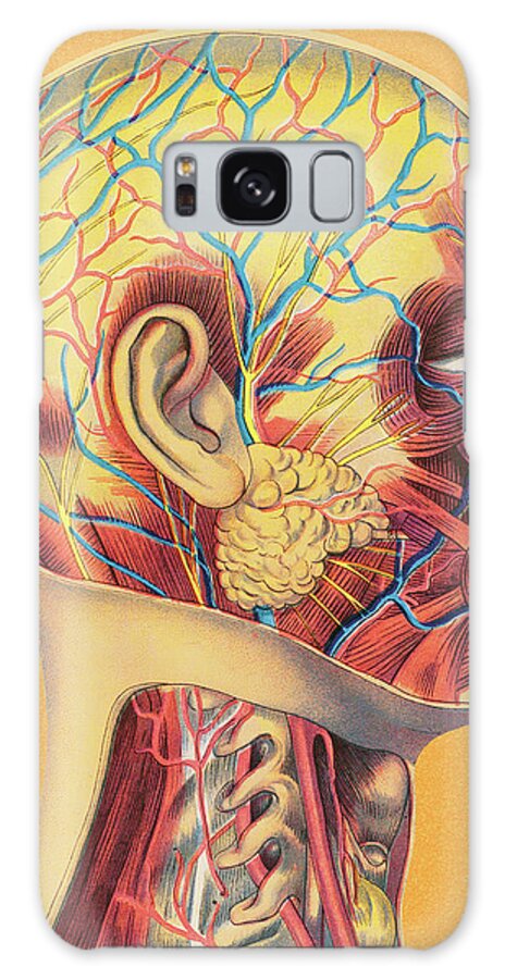 Adult Galaxy Case featuring the drawing Human Head Anatomy by CSA Images