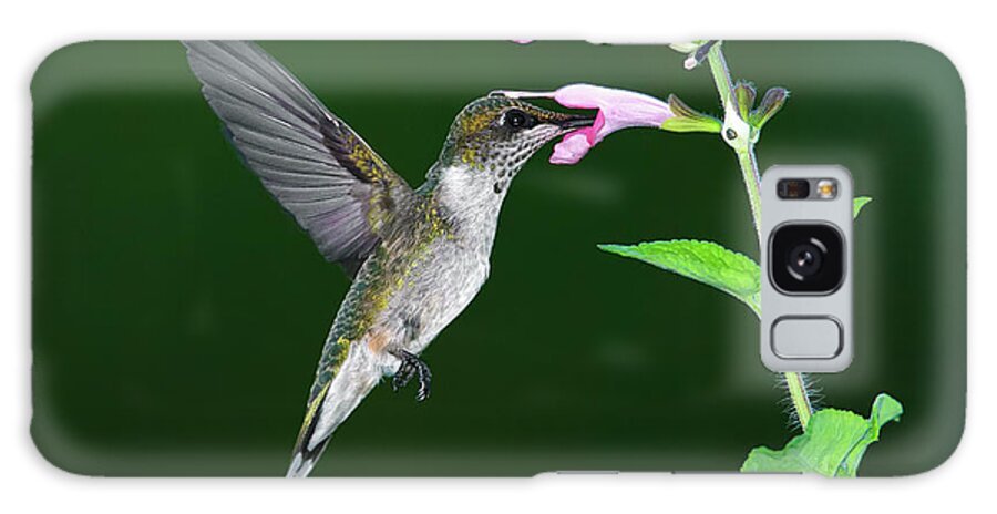 Animal Themes Galaxy Case featuring the photograph Hummingbird Feeding On Pink Salvia by Dansphotoart On Flickr