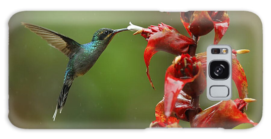 Beak Galaxy Case featuring the photograph Hummingbird Green Hermit Phaethornis by Ondrej Prosicky