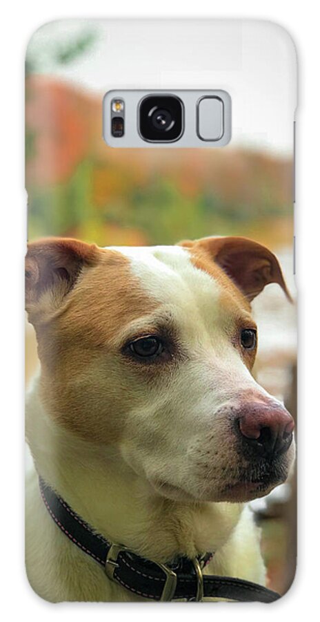 Dog Galaxy Case featuring the photograph I See Something by Lora J Wilson