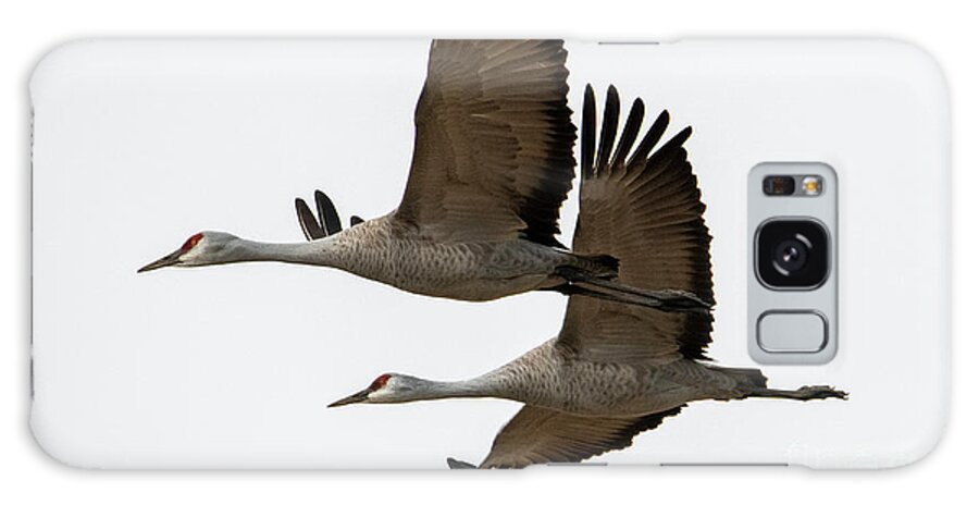 Sandhill Cranes Galaxy Case featuring the photograph In Synch by Michael Dawson