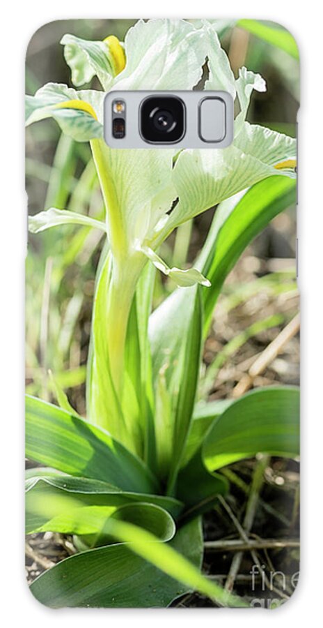 Israeli Nature Galaxy Case featuring the photograph Iris palaestina by Benny Woodoo