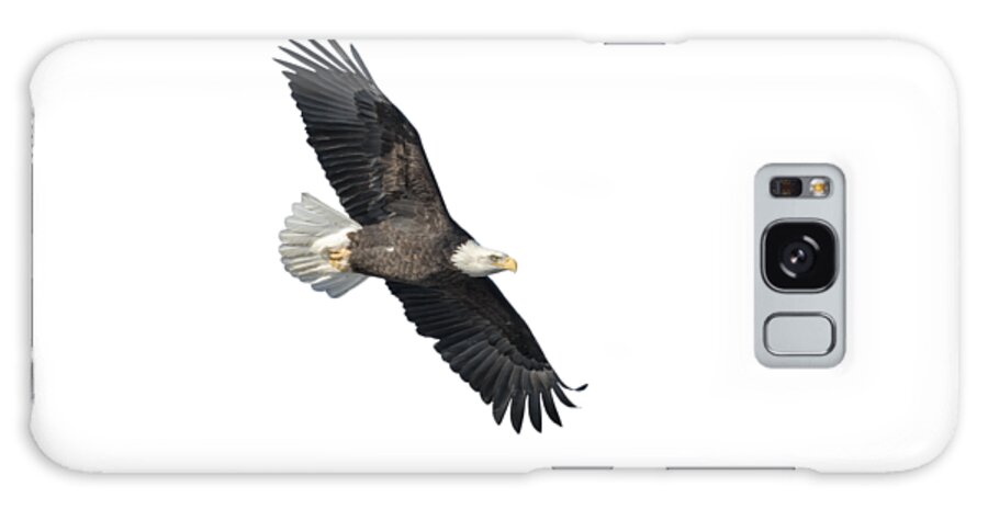 Bald Eagle Galaxy Case featuring the photograph Isolated Bald Eagle 2018-2 by Thomas Young