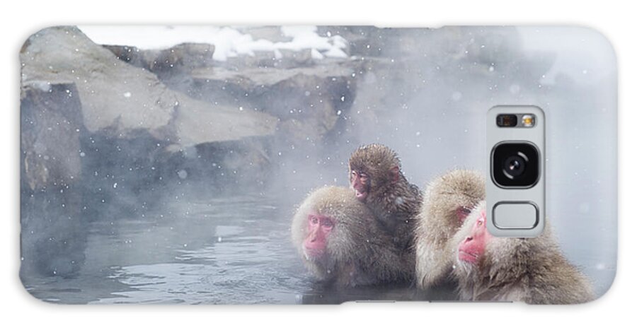 Snow Galaxy Case featuring the photograph Japanese Macaques by Yusuke Okada/a.collectionrf