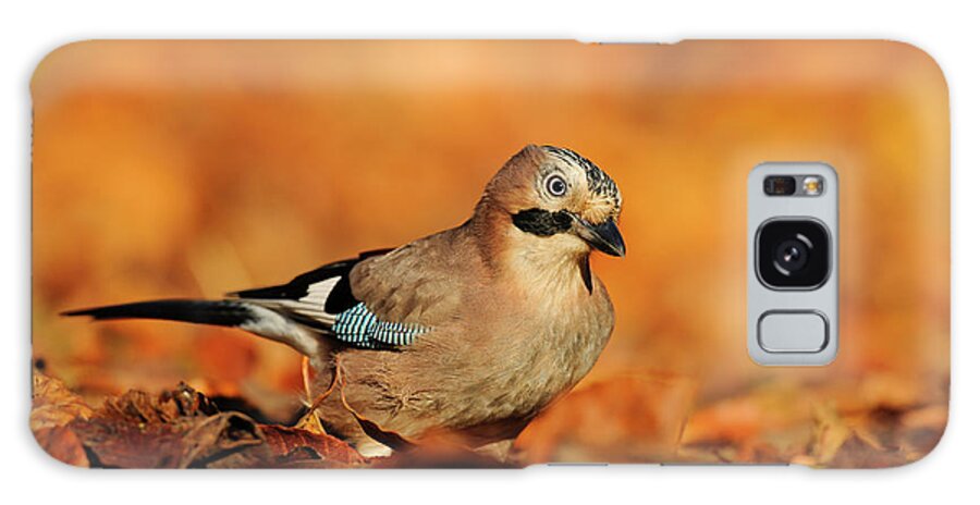 Autumncollection Galaxy Case featuring the photograph Jay Amongst Autumn Leaves, Kent, Uk by Terry Whittaker / Naturepl.com