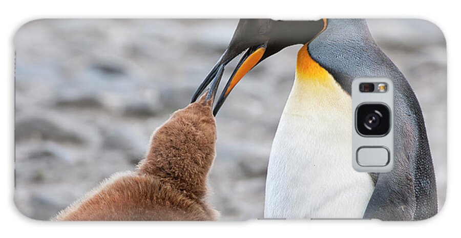 Care Galaxy Case featuring the photograph King Penguin Feeding A Chick by Gabrielle Therin-weise