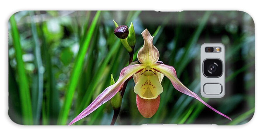Ecuador Galaxy Case featuring the photograph Lady Slipper by Kathy McClure