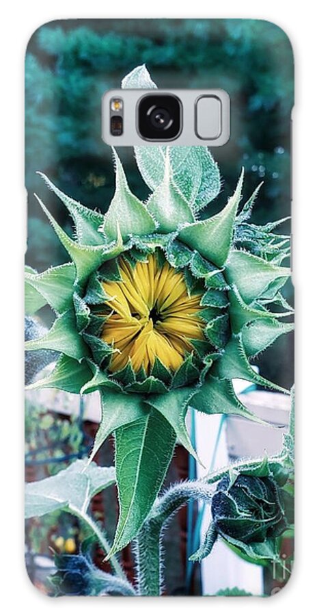 Sunflower Galaxy Case featuring the photograph Late Bloomer by Mary Capriole