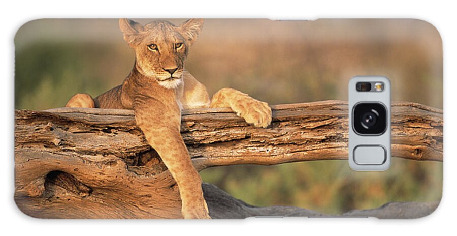 Kenya Galaxy Case featuring the photograph Lion Cub Resting On Fallen Tree by James Warwick