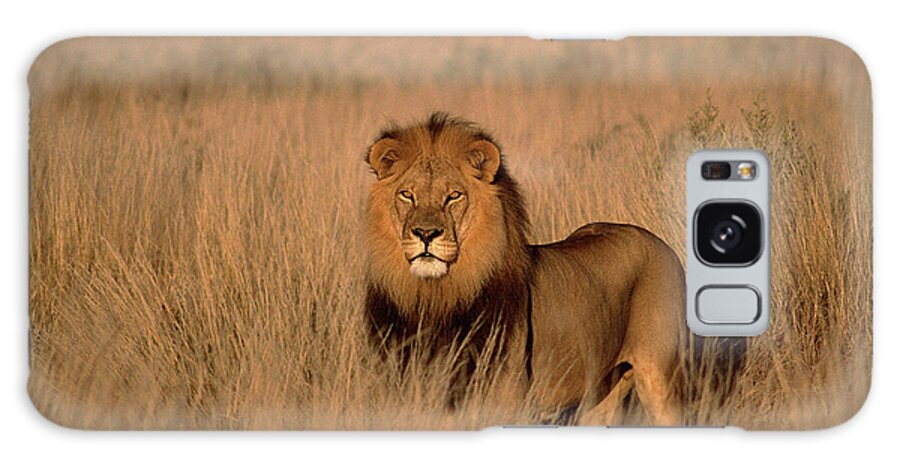 Male Animal Galaxy Case featuring the photograph Lion Panthera Leo, Adult Male, Standing by Photodisc