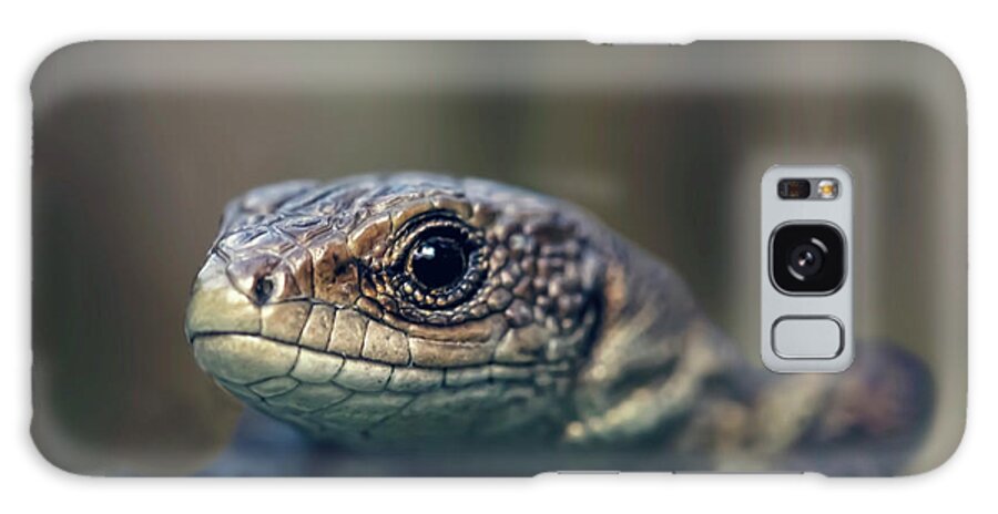 Animal Themes Galaxy Case featuring the photograph Little Lizard Climbing Over Wall, York by Blackcatphotos