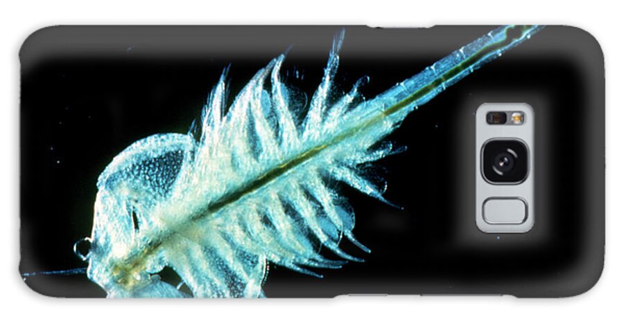 Animal Galaxy Case featuring the photograph Lm Of The Brine Shrimp by Jan Hinsch/science Photo Library
