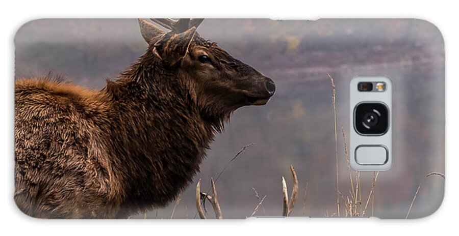 Lone Elk Park Galaxy S8 Case featuring the photograph Long Live the King by Holly Ross
