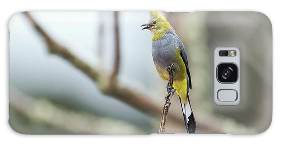 Animal Galaxy Case featuring the photograph Long-tailed Silky Flycatcher by Dr P. Marazzi/science Photo Library
