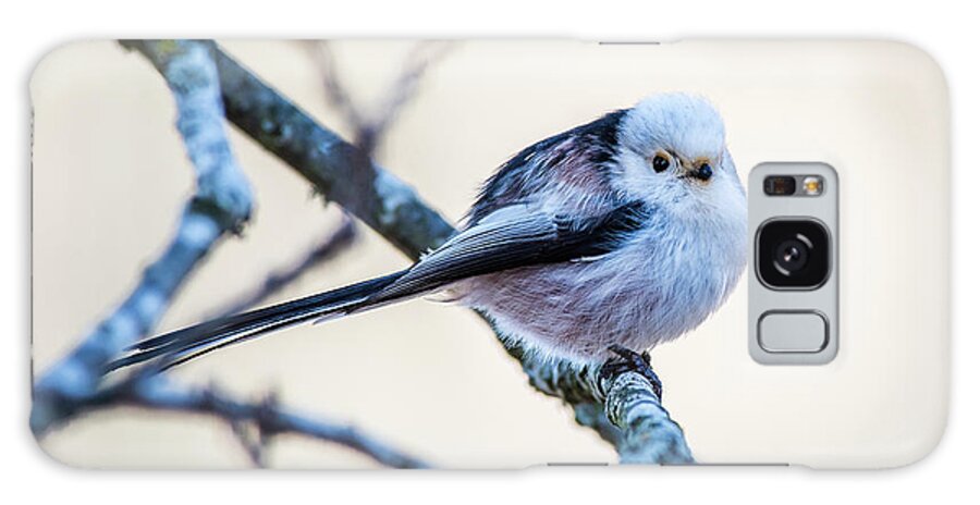 Long-tailed Tit Galaxy Case featuring the photograph Long Tailed Tit perching on a twig by Torbjorn Swenelius
